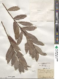 Salix triandra image