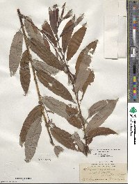 Salix triandra image