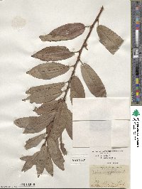 Salix triandra image