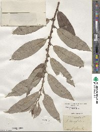 Salix triandra image