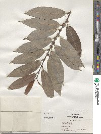 Salix triandra image