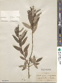 Salix triandra image