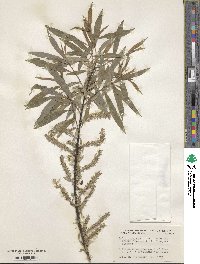 Salix triandra image