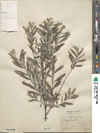 Salix tristis image