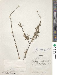 Salix variegata image