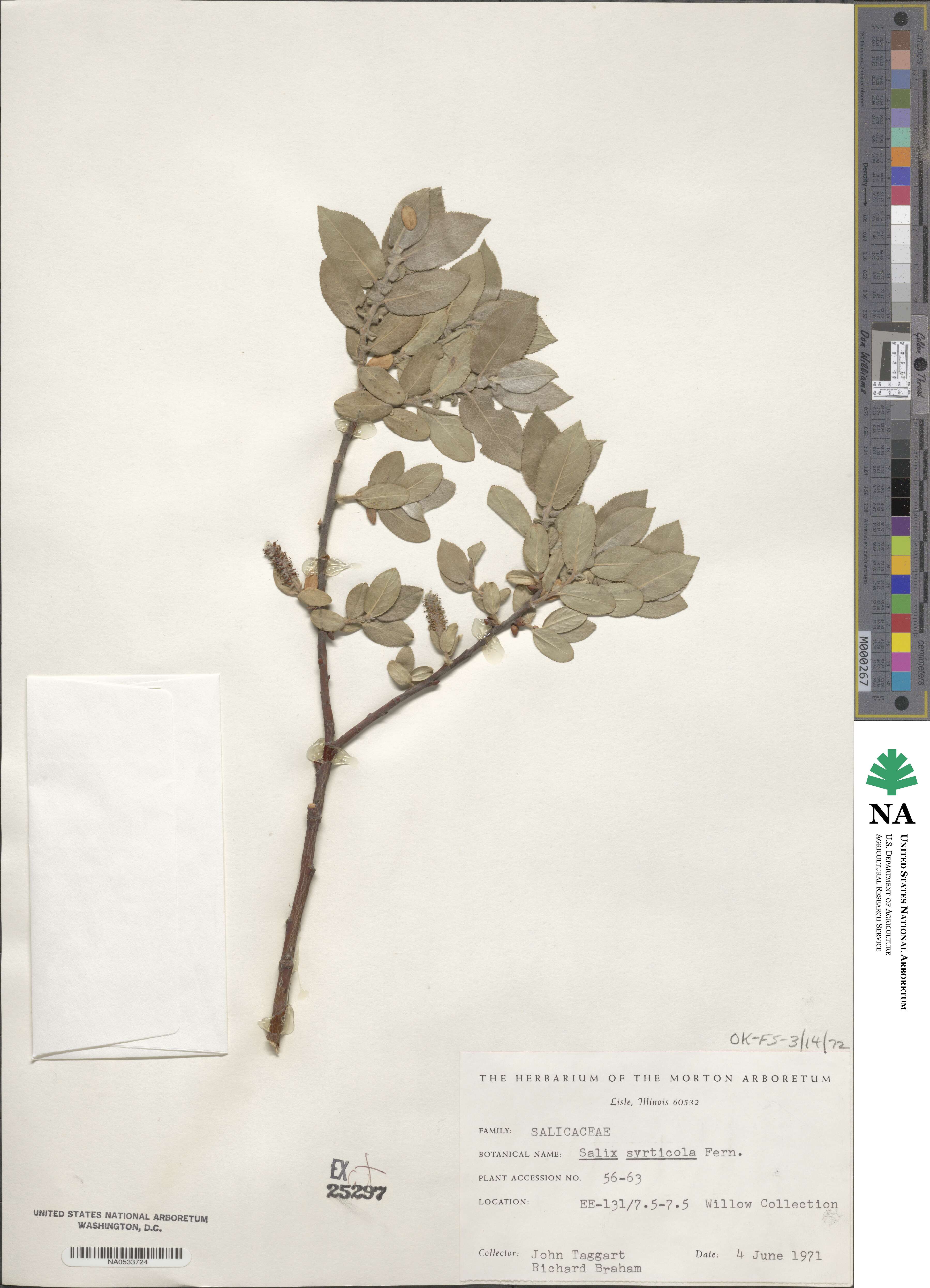 Salix cordata image