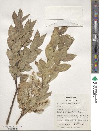 Salix cordata image