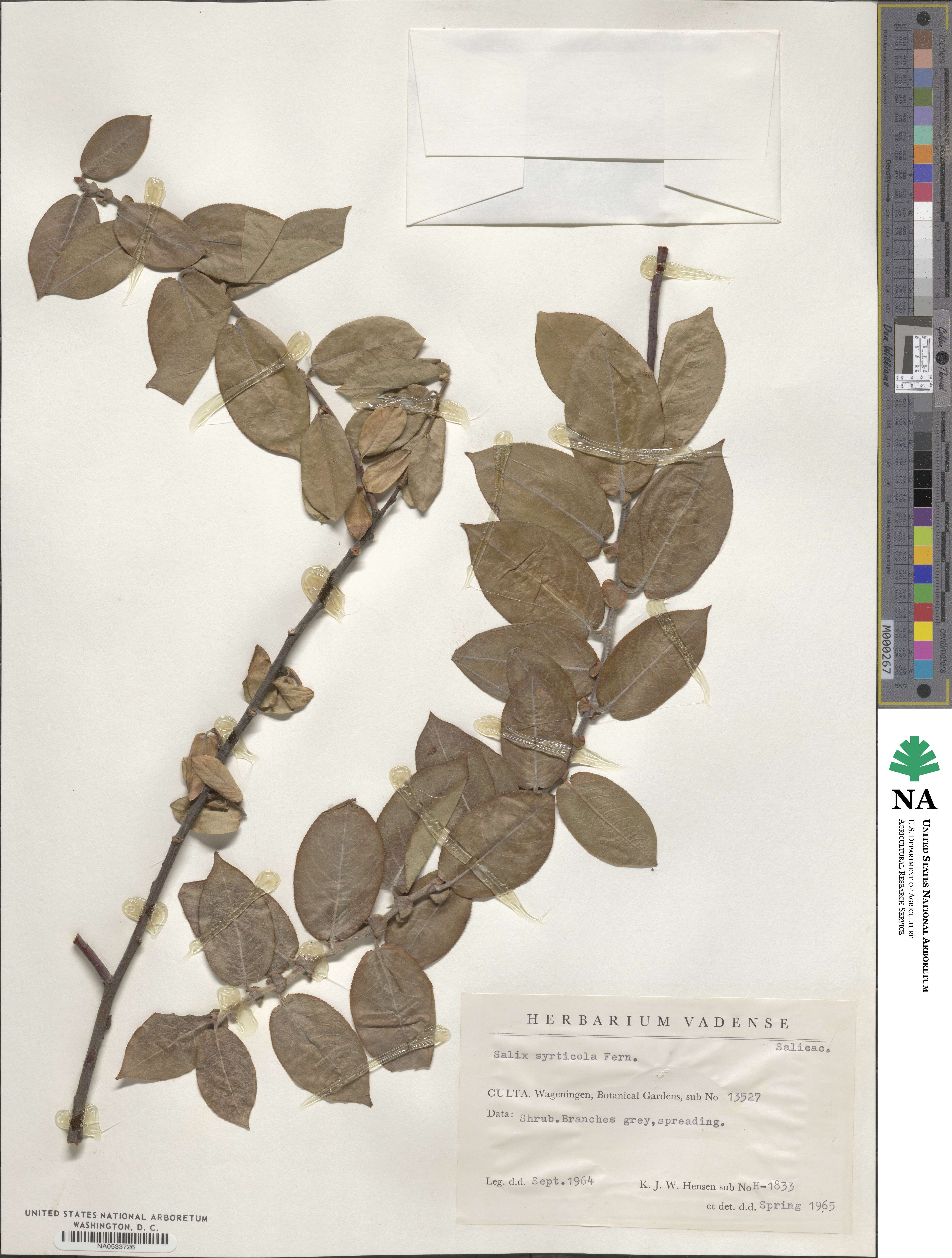 Salix cordata image