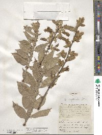 Salix cordata image