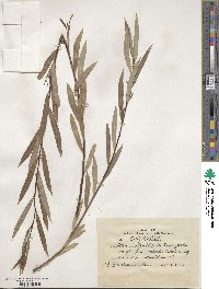 Salix tenuijulis image