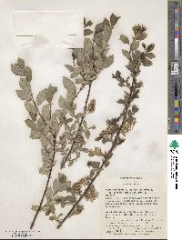 Salix ×tetrapla image