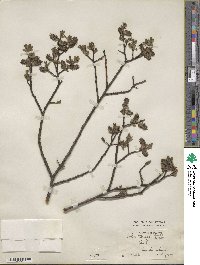 Salix ×tetrapla image