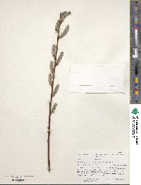 Salix gmelinii image