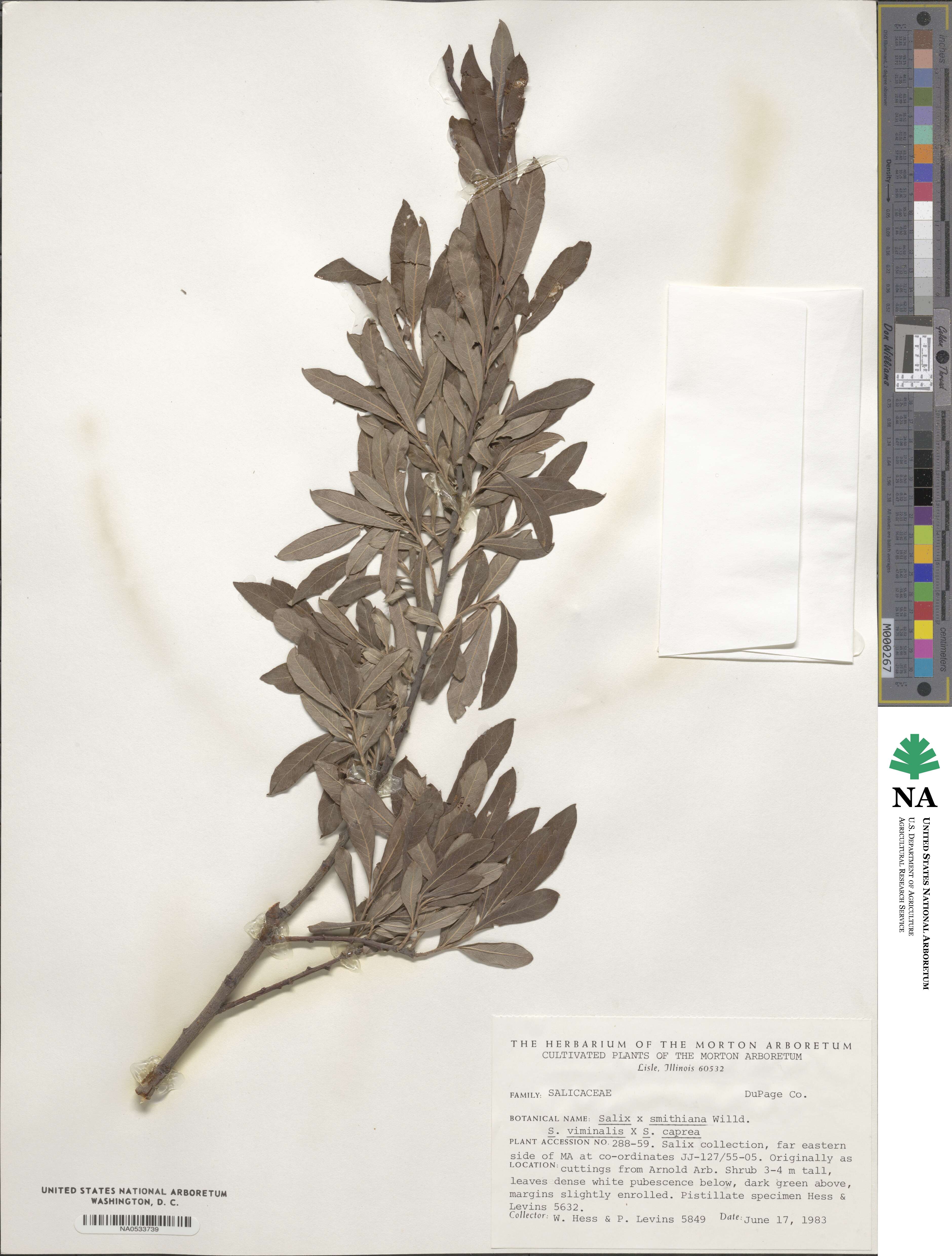 Salix gmelinii image