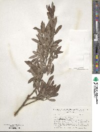 Salix gmelinii image