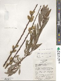 Salix gmelinii image