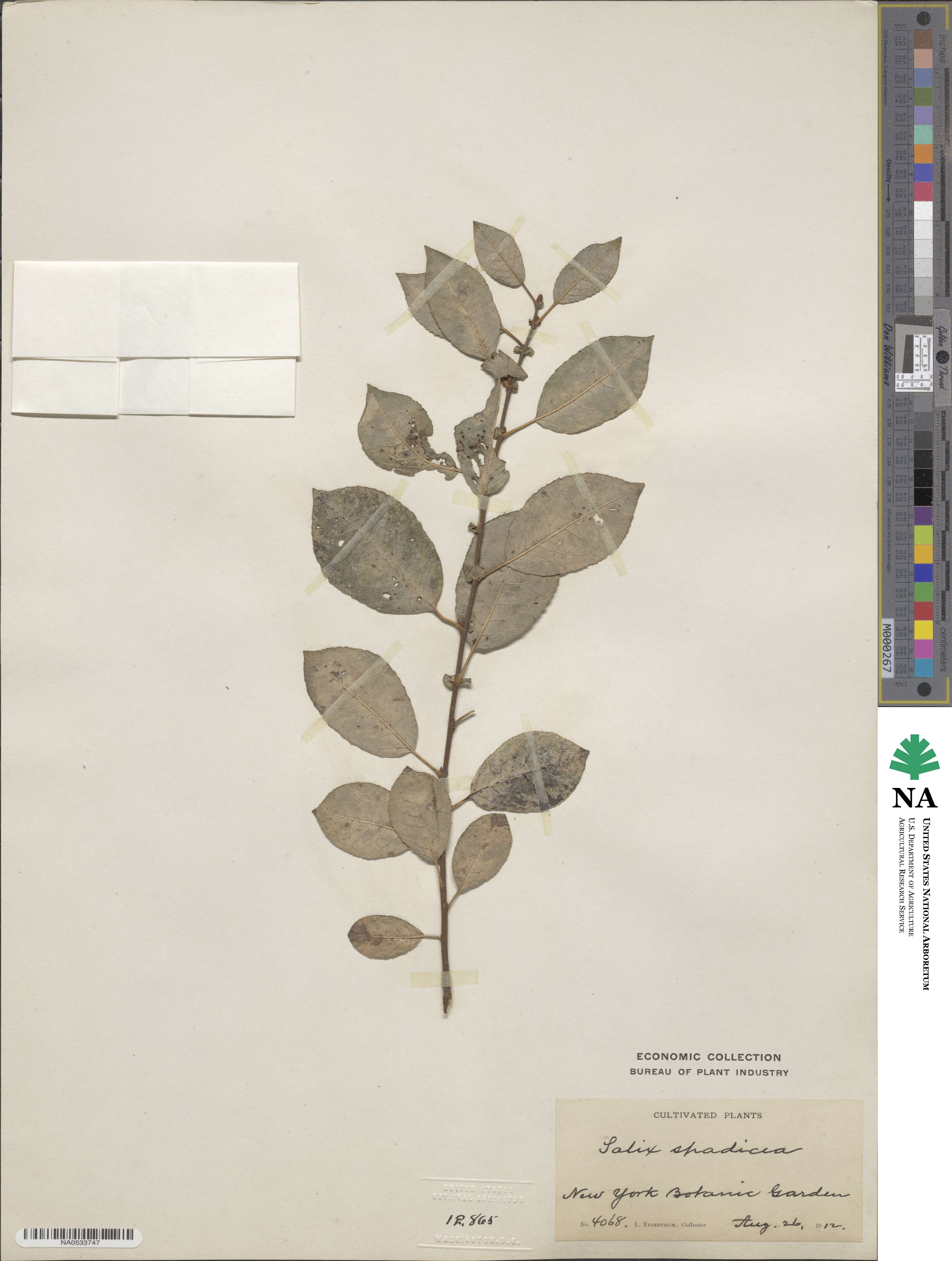 Salix cinerea image