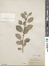 Salix cinerea image