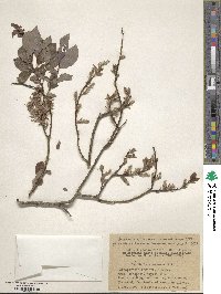 Salix starkeana image