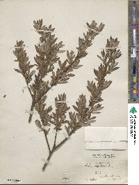 Salix laggeri image