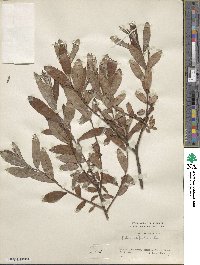 Salix laggeri image