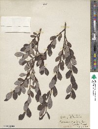 Salix laggeri image