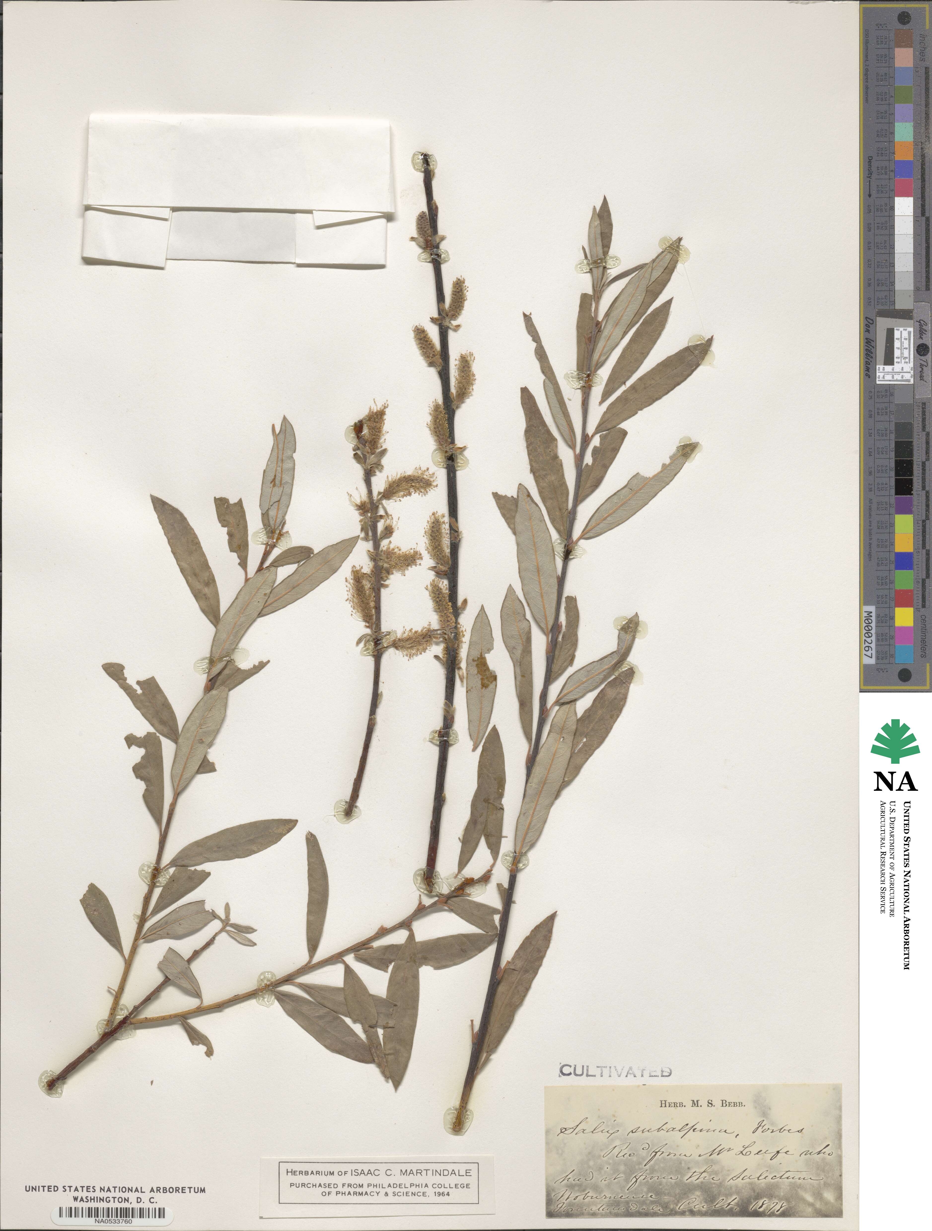 Salix repens subsp. repens image