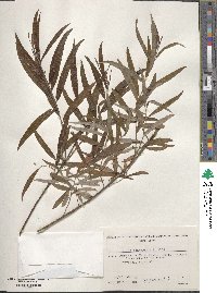 Salix schwerinii image