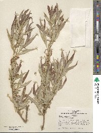 Salix ×sepulcralis image