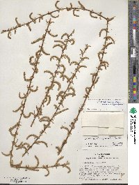 Salix ×sepulcralis image