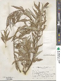 Salix ×sepulcralis image