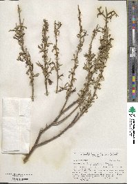 Salix ×sepulcralis image