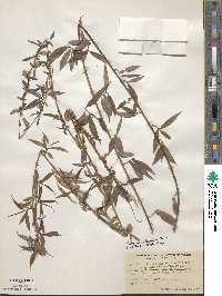 Salix ×sepulcralis image