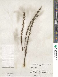 Salix sericea image