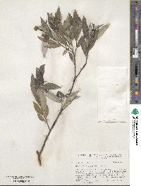 Salix sericea image