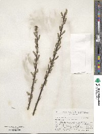 Salix sericea image