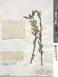 Salix sericea image