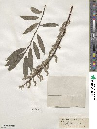 Salix sericea image