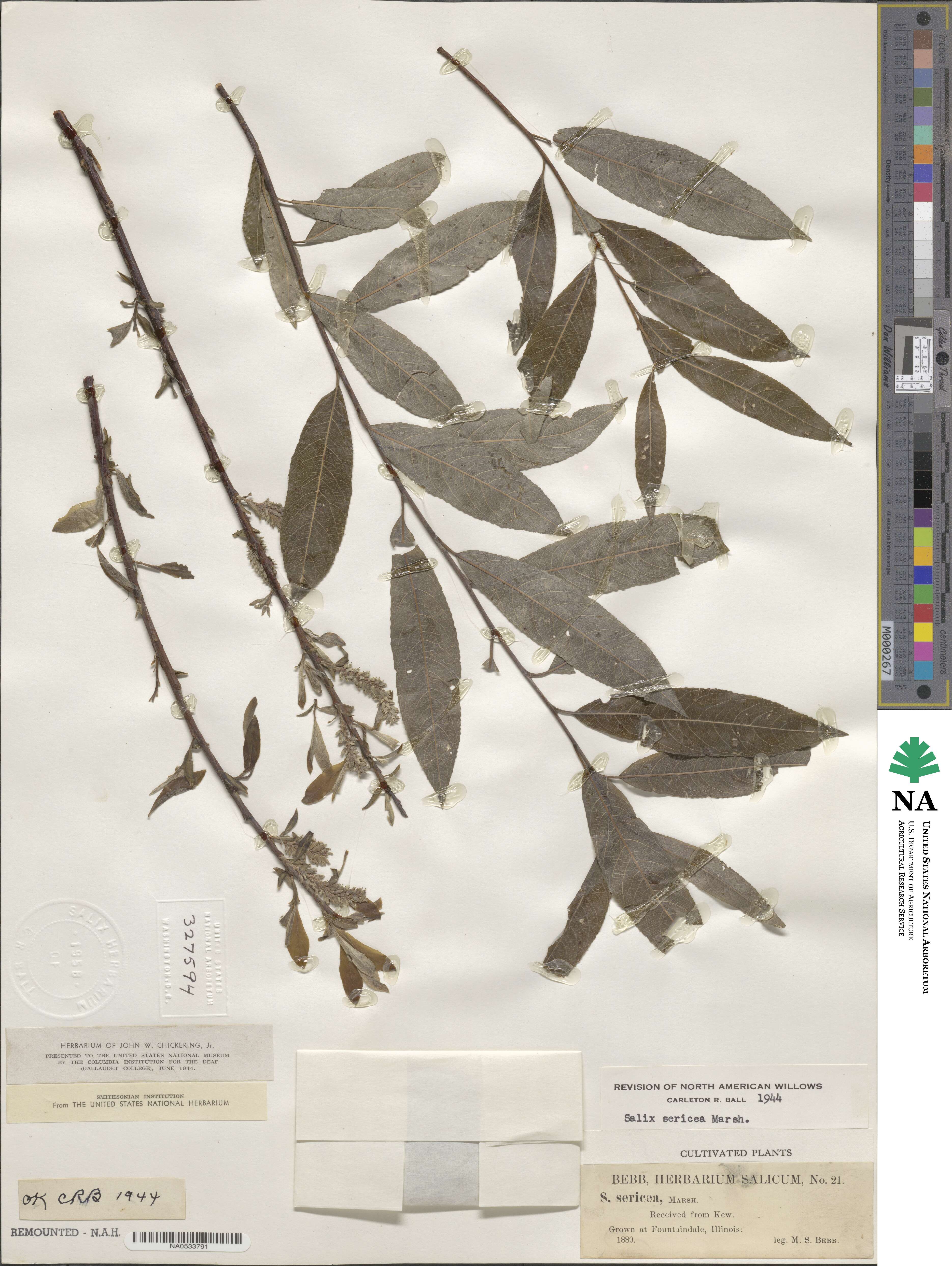 Salix sericea image