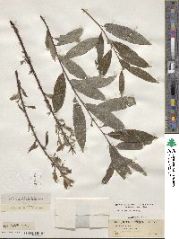 Salix sericea image