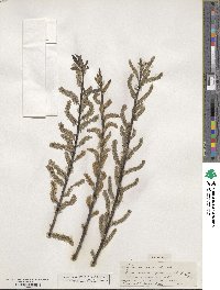 Salix sericea image