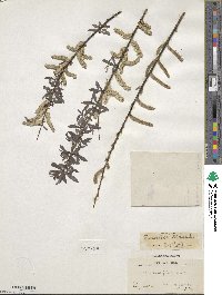 Salix sericea image