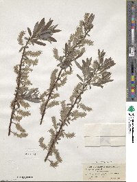 Salix sericea image