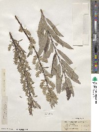 Salix sericea image