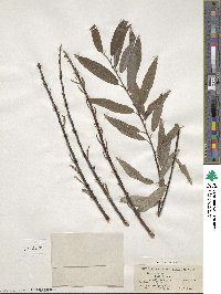 Salix sericea image