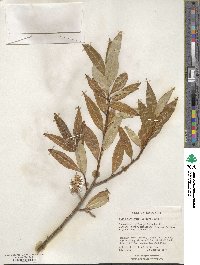 Salix serissima image