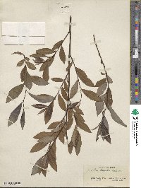 Salix siegertii image