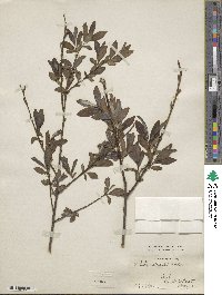 Salix siegertii image