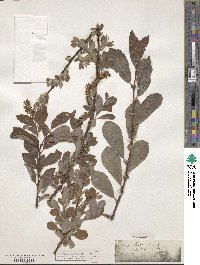 Salix silesiaca image