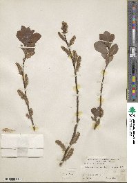 Salix silesiaca image